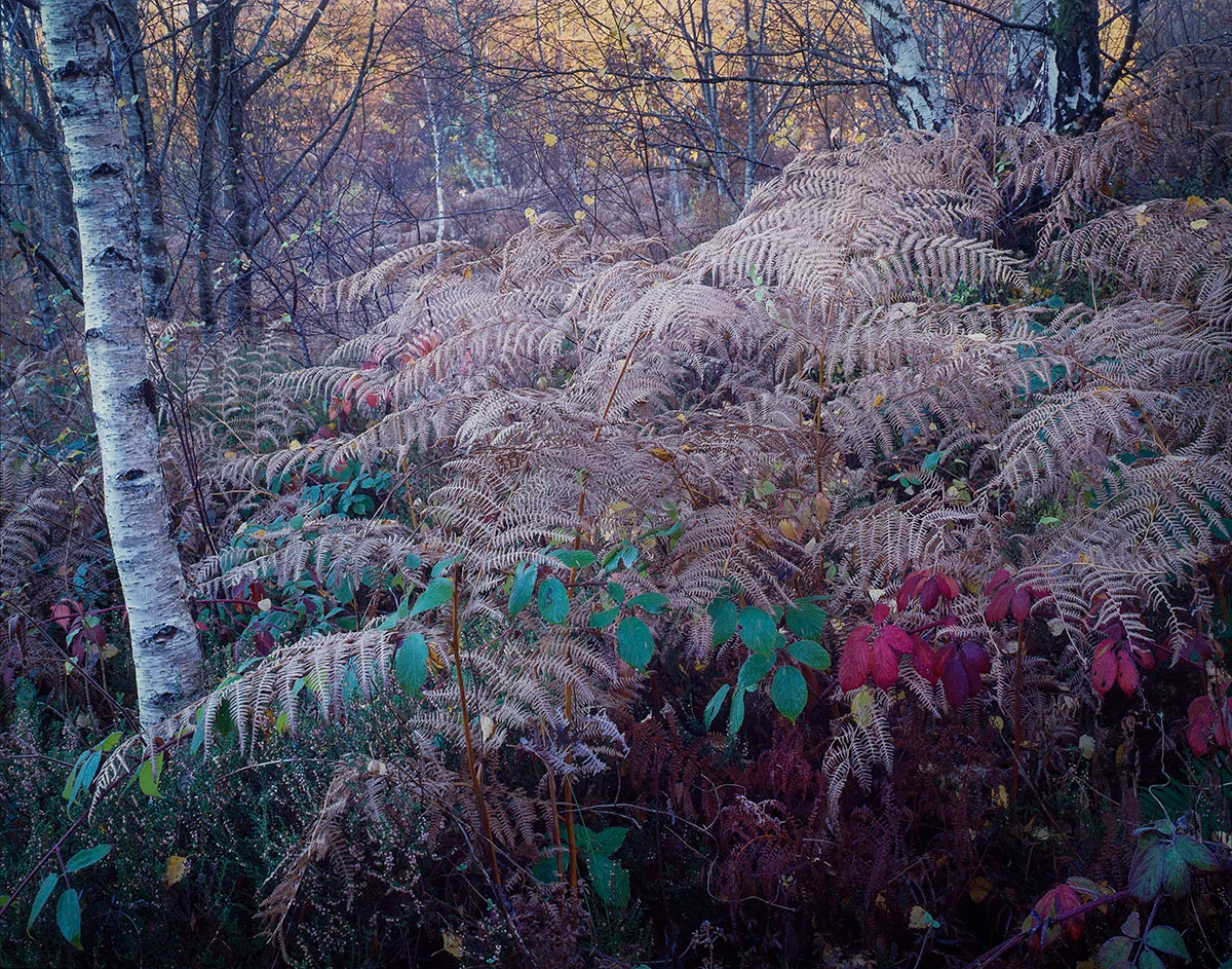 Atlantic rainforest, Scottish Highlands