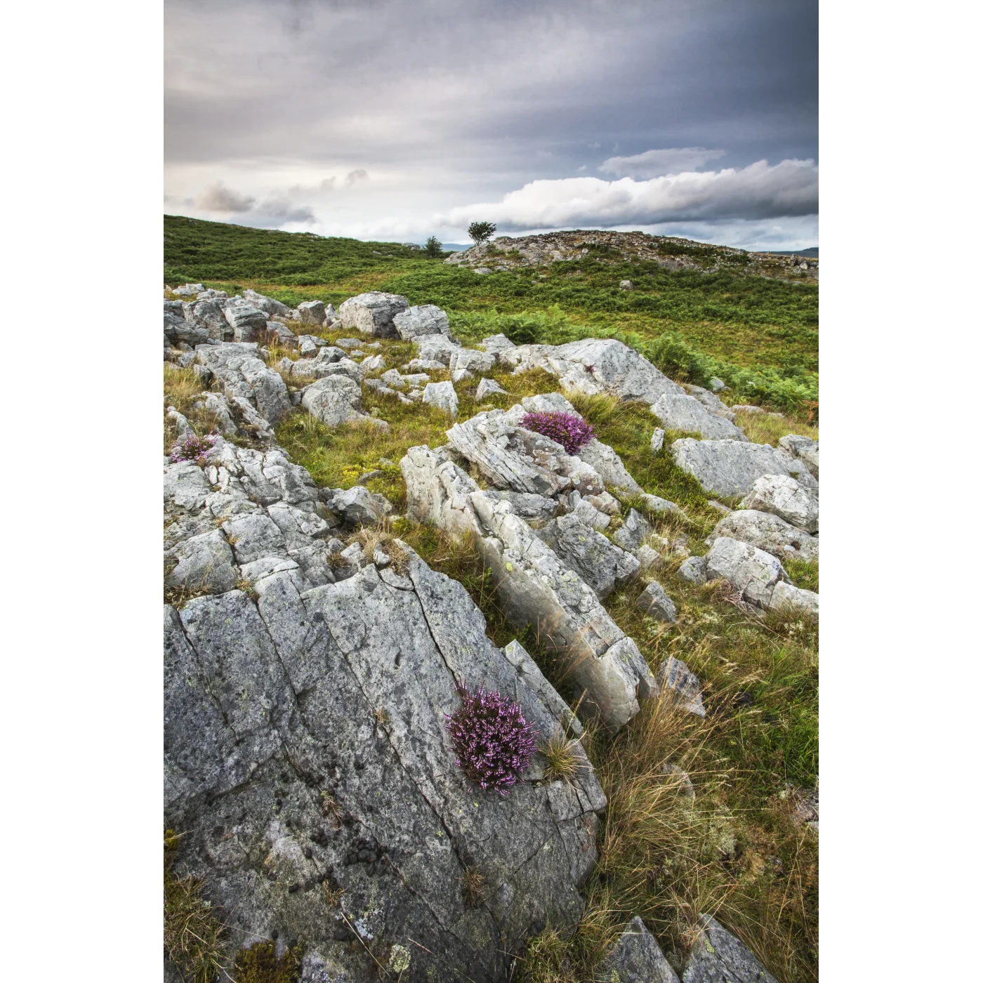 Open Edition Print 109