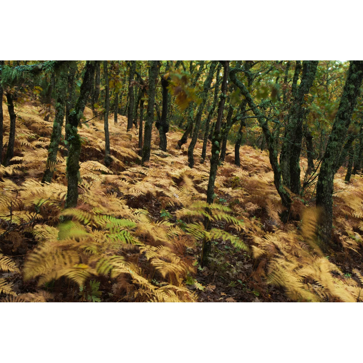 Open Edition Print 149