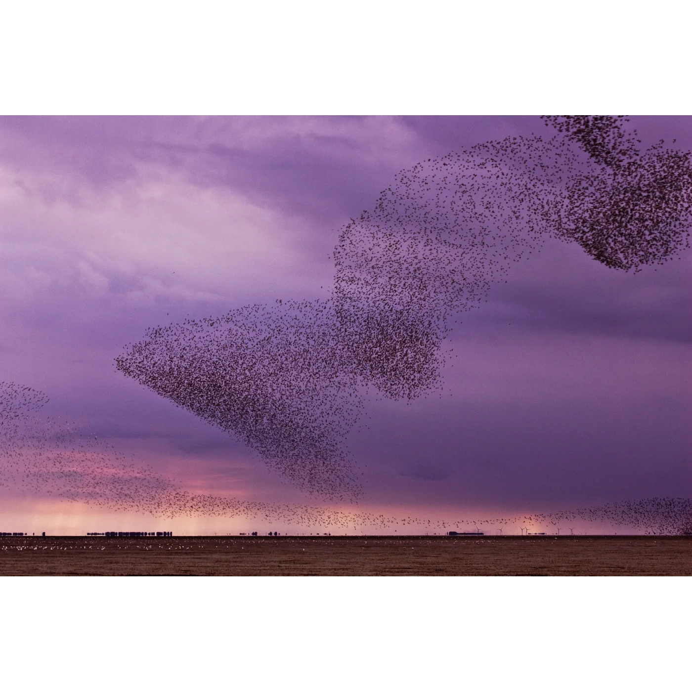 Open Edition Print 164