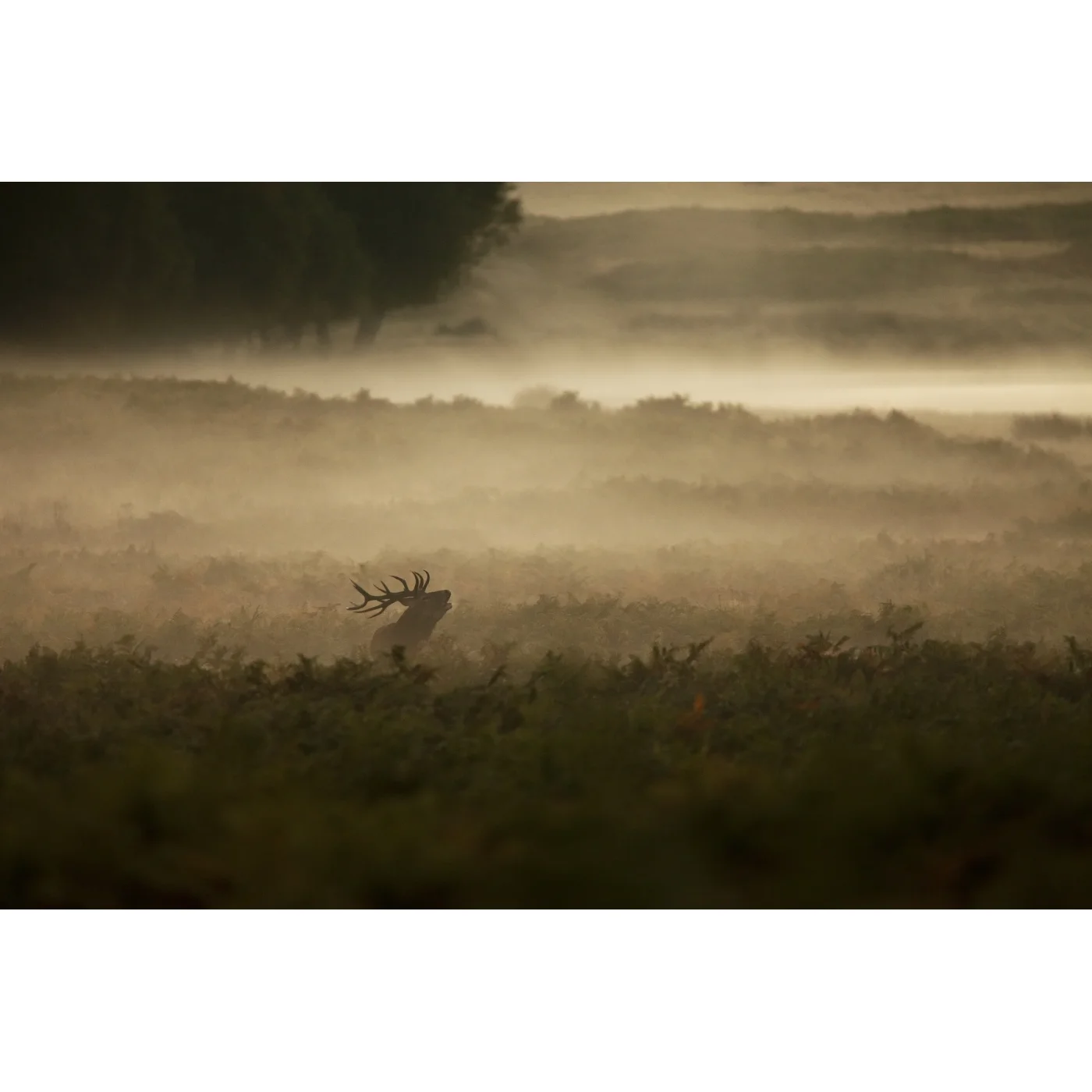 Open Edition Print 172